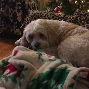 Meet your Posher, Alicia a.